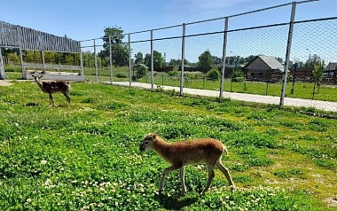 В Ряжском зоопарке показали малыша европейской лани