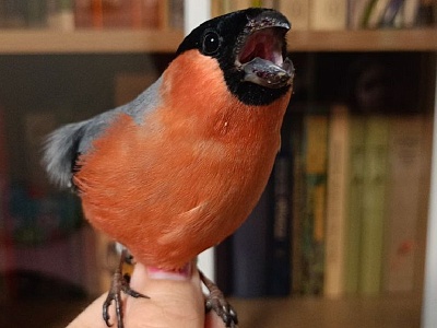 В Рязани травмируются снегири