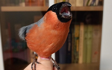 В Рязани травмируются снегири