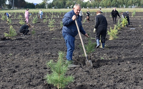 В Александро-Невском округе посадили 2000 молодых сосен за один день