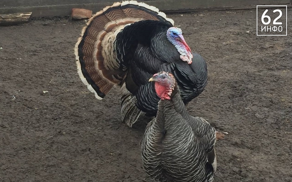 В Рязанской области предлагают зарплаты до 100 тысяч рублей в сфере АПК - 62ИНФО
