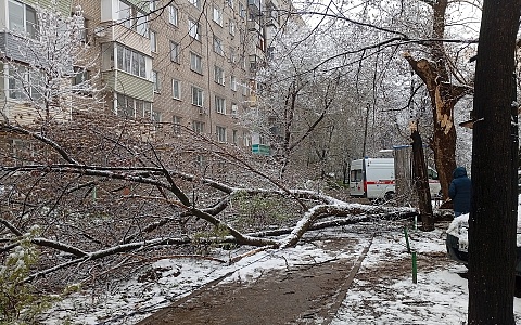 "Девочка пострадала": в Рязани на пути к школе рухнуло дерево