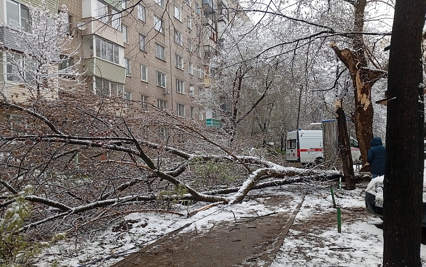 "Девочка пострадала": в Рязани на пути к школе рухнуло дерево
