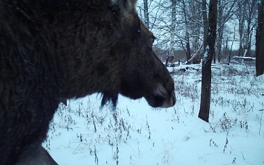 Окский заповедник показал фото лосей и кабанов в снегу