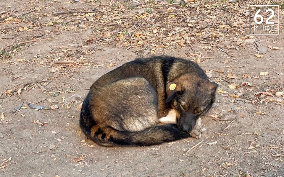 В Рязани отловили 524 собаки - 62ИНФО