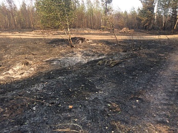 Фоторепортаж: лесной пожар в Деулино