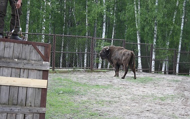 Зубр Мунмеджикстоун переселился в Окский заповедник