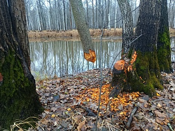Рязанцам показали «погрызы» бобров - 62ИНФО Рязанцам показали «погрызы» бобров