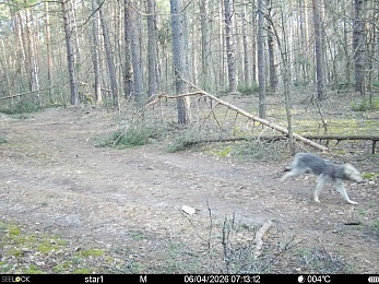 Окский заповедник показал фото кокетливого кабана и деловой лисы