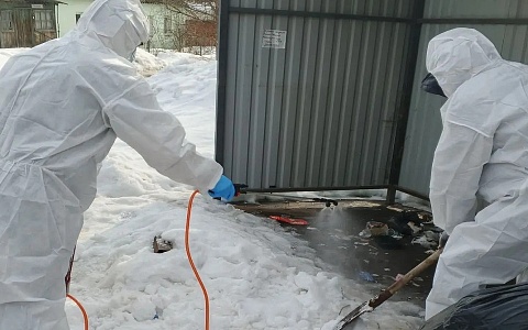 В Рязани на улице нашли мертвую свинью