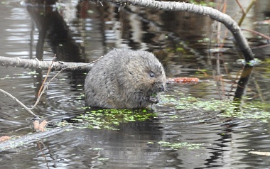 Под Рязанью встретили деструктивную толстую крысу с букетом
