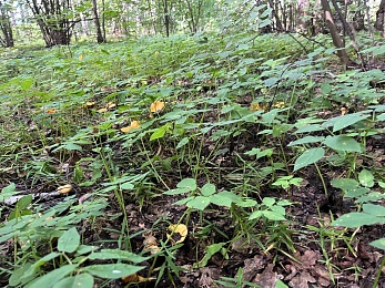 Рыжий от грибов лес: Рязанскую область захлестнула волна лисичек и подосиновиков