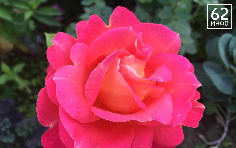 "Беспроигрышный выбор": цветовод Смирнова назвала два главных правила подготовки роз к зиме - 62ИНФО