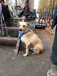 Рязанцы приютили 16 животных на выставке «Пойдём домой»