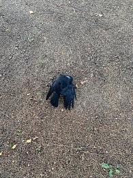 Рязанцы заметили на улицах города мёртвых птиц