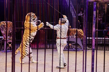 В Рязанском цирке представили шоу «Счастливый билет»