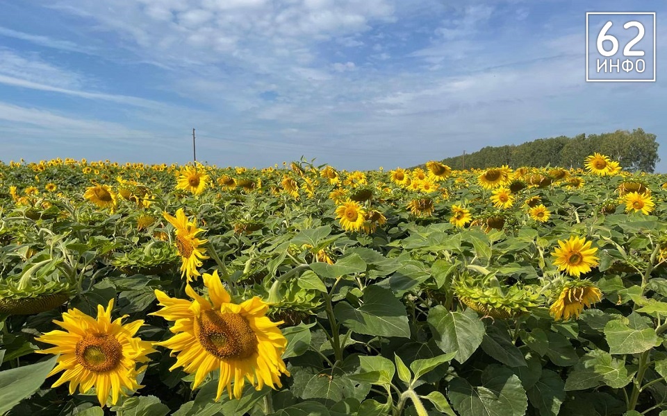 МЧС предупреждает рязанцев о жаре в 33°С 19-20 августа - 62ИНФО