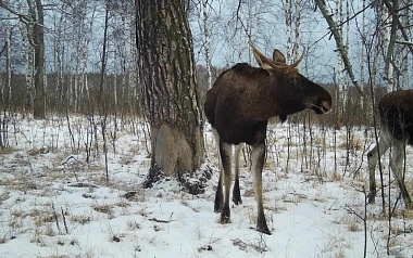 Рязанский лось устроил себе новогодний гастротур