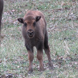 Московский госпиталь дикой природы взял под опеку зубра Мерзика из Окского заповедника