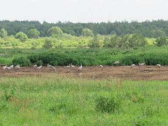В Касимове заметили несколько семей журавлей
