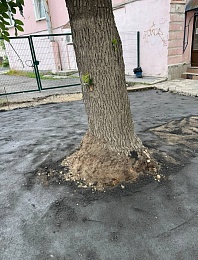 В Рязани заасфальтировали живое дерево