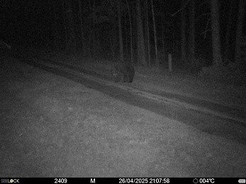 Медведь рыскал у деревни в Клепиковском районе