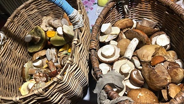 Грибники рассказали об опыте собирательства в чучковских лесах