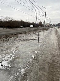 На Московском шоссе в Рязани неизвестные сломали молодые деревья 