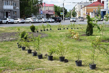 Иберис, годеция и тагетис: улицы и парки Рязани летом украсит миллион цветов