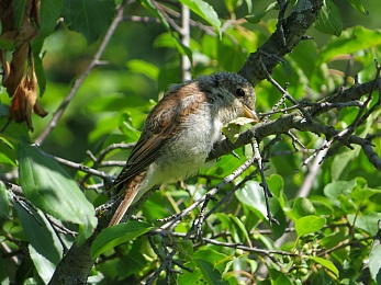 Орнитологи показали слётки разных видов птиц в Рязанской области