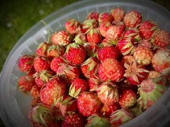 Жительница Кадомского района показала урожай грибов и ягод