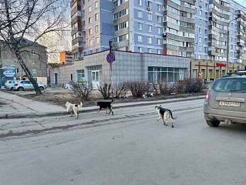 В Рязани стая собак искусала женщину на улице Есенина