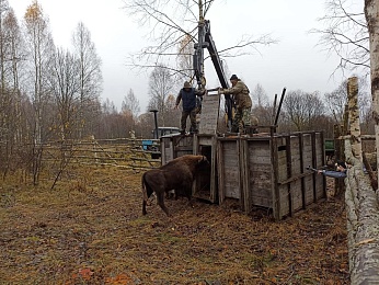 Шесть рязанских зубров передали на волю в Смоленскую область