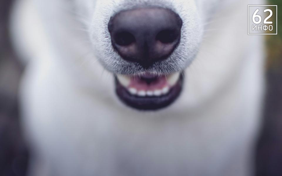 Дело о нападении собаки на 4-летнюю девочку в Шацком районе передали в суд  - 62ИНФО