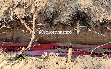 Электрификация коттеджей губит сосновый бор в Солотче