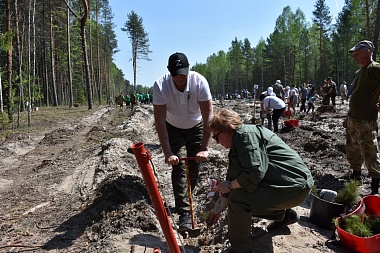 4000 сосен посадили в Шиловском районе