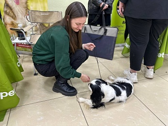 В Рязани проходит выставка собак «Содружество»