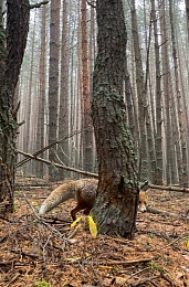 Под Рязанью лисы выходят к людям