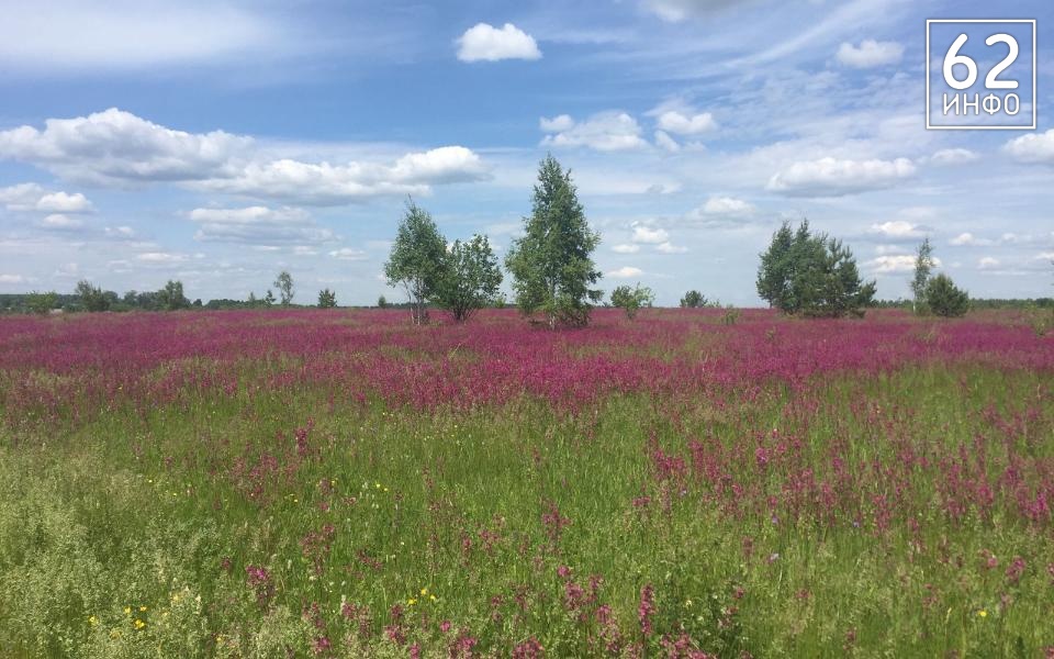 Шацкого предпринимателя оштрафовали за сорняки на 200 тысяч рублей - 62ИНФО