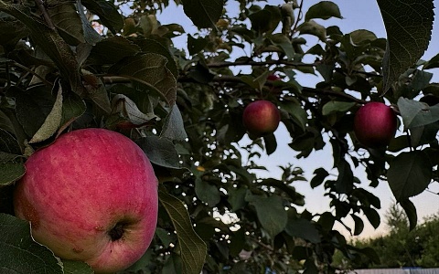 На ярмарках выходного дня в Рязани купили 17 т продуктов