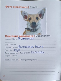 Пёс Кефирчик после дембеля поступил на реабилитацию в Рязанскую область