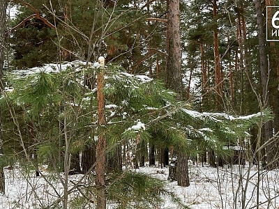 В рязанских лесах растет число волков и лосей