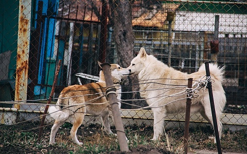 Рязанка пожаловалась на стаю агрессивных собак