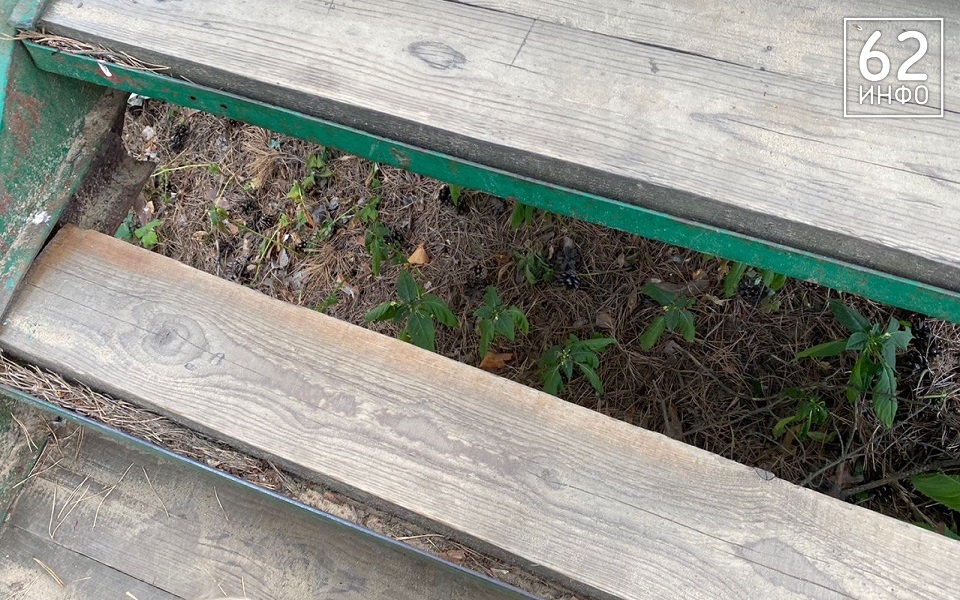 В Солотче лестница на Лысой горе опасна для отдыхающих - 62ИНФО