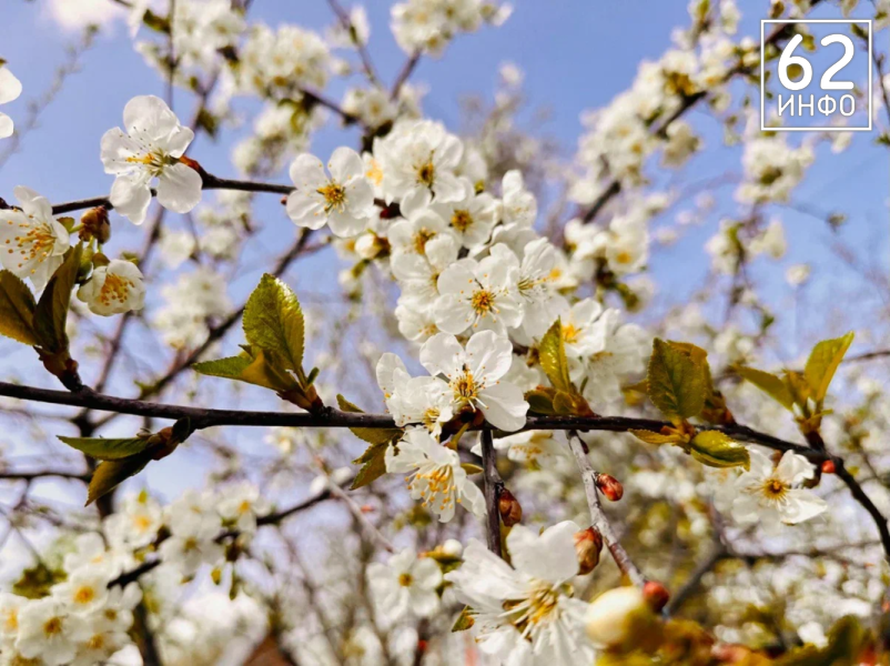 Рязань, раздевайся: в марте к нам идет тепло мая - 62ИНФО