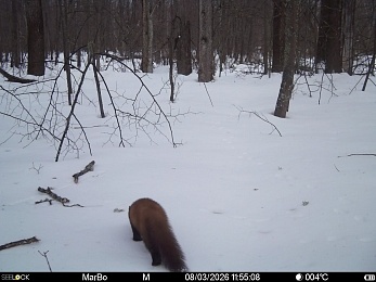 В рязанском лесу сфотографировали инфернального зайца