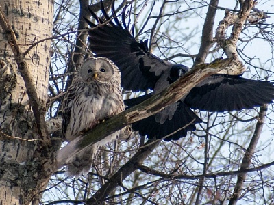 В рязанском парке вороны атаковали сову