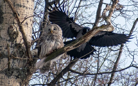В рязанском парке вороны атаковали сову