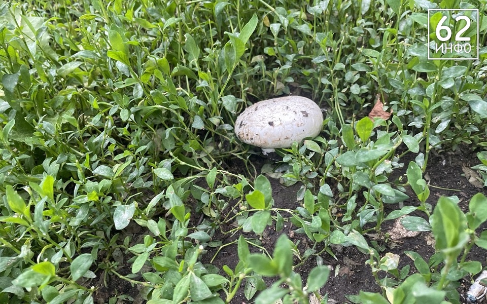 Рязанские дворы заполнили шампиньоны - 62ИНФО