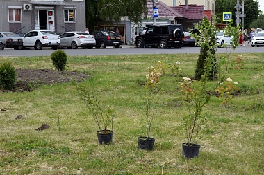 Иберис, годеция и тагетис: улицы и парки Рязани летом украсит миллион цветов